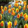 shortcuts_to-mindfulness_tulips